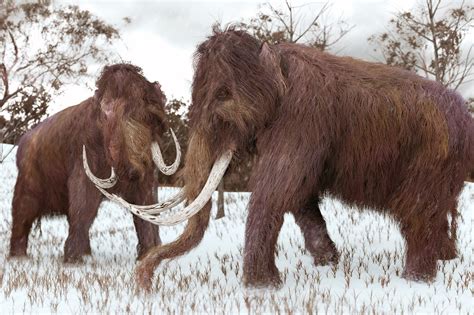 Scientists Are One Step Closer To Reviving Woolly Mammoths