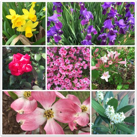 Just like the full pink moon of april isn't literally pink, the flower moon doesn't look flowery in any way. JBigg: Life in Kentucky: Flowers and Blooms - a gardener's ...