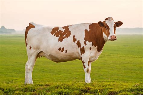Red Cow Stock Photos Pictures And Royalty Free Images Istock