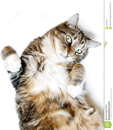 Cat On Its Back Stock Photo Image Of Laying Animal