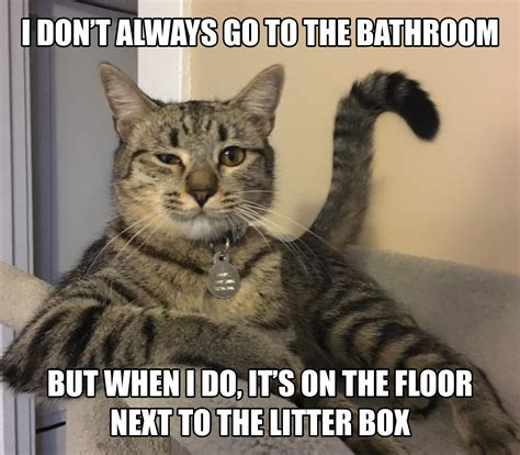 Cat Box Meme Bahia