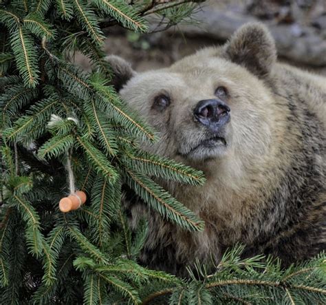 Zvieratá V Košickej Zoo Dostali Vianočné Darčeky Takto Sa Z Nich