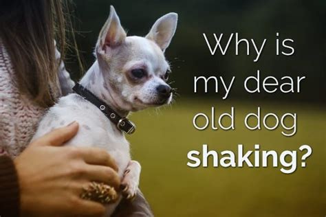 Is Your Dear Old Dog Shaking 11 Reasons Why Senior Dogs Shiver Dog