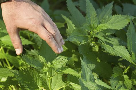 9 Tips For Avoiding Poisonous Plants Upmc Healthbeat