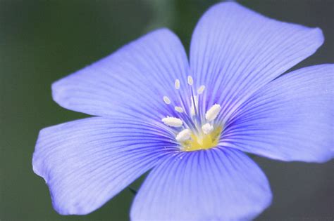 Blue Flower Close Up Flickr Photo Sharing