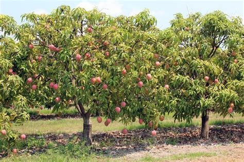 Pin By Future Amdl On Collaboration Board Mango Tree Fruit Garden