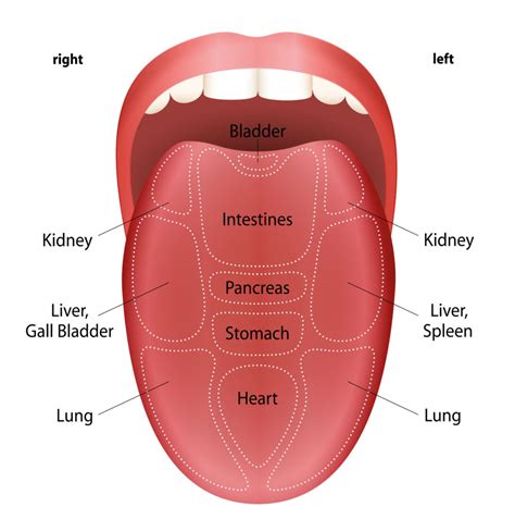 Parts Of The Tongue Diagram