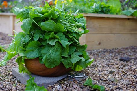 The Benefits Of Growing Your Own Arugula Gardenary