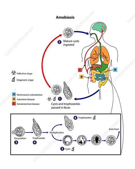 Entamoeba Histolytica Life Cycle Stock Image C Science