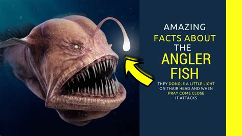 Angler Fish Facts For Kids Intrusting Facts You Need To