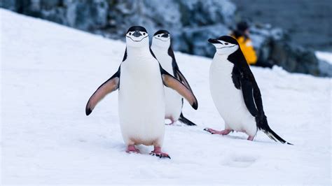 Cool Penguin Wallpapers Top Free Cool Penguin Backgrounds