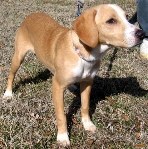 Everything You Need To Know Before Owning A Beagle Lab Mix