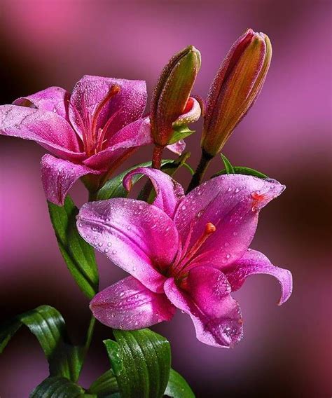 Rakesh Syal Photography Beautiful Flowers Flowers Agapanthus