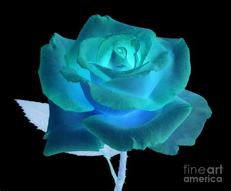 Blue And Turquoise Rose On Black Photograph By Rosemary Calvert Pixels