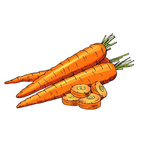 Vector Hand Drawn Vegetable Illustration Detailed Retro Style Hand