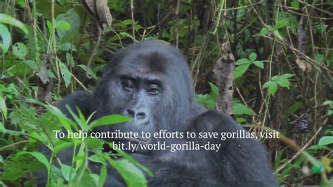 World Gorilla Day Wcs Youtube