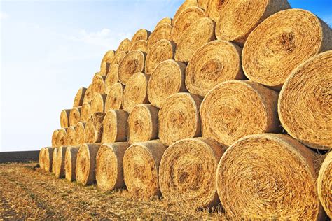 Hay Prices Up From 2020 Mid West Farm Report