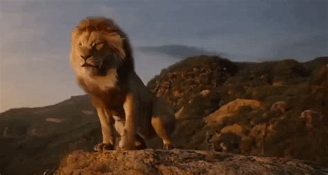 Lion King Live Action GIFs Get The Best GIF On GIPHY