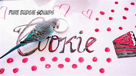 Budgie Sounds Cookie Singing To His Mirror Happy Song Youtube