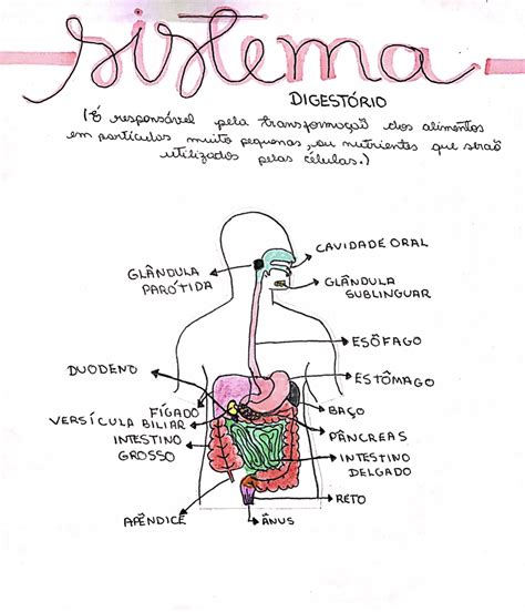 Sistema Digestivo Anatomia