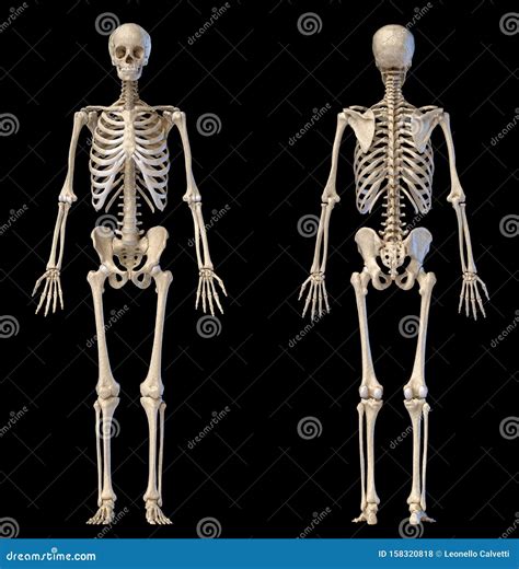 Human Male Skeleton Full Figure Front And Back Views Royalty Free