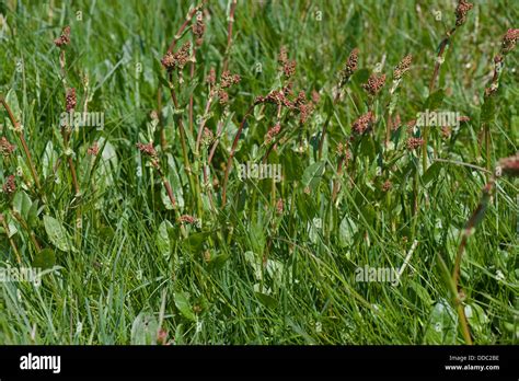 Sheeps Sorrel Rumex Acetosella Plants In Red Bud In A Meadow Stock