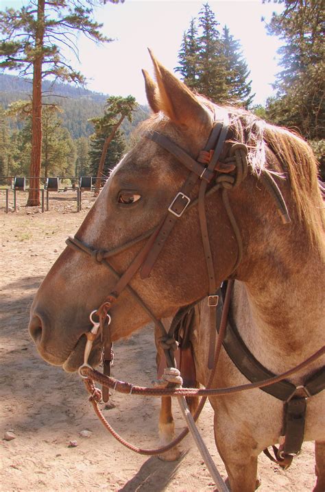 Have an adventure at Wilderness Trails Ranch. | Wilderness trail