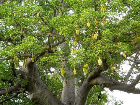 Baobab is a fruit that has been associated with a number of impressive health benefits. A baobab tree full of baobab fruit just about ready for ...