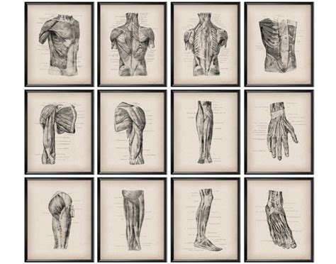 12 Impresión Anatómica Anatomía Vintage Póster Sistema Etsy México