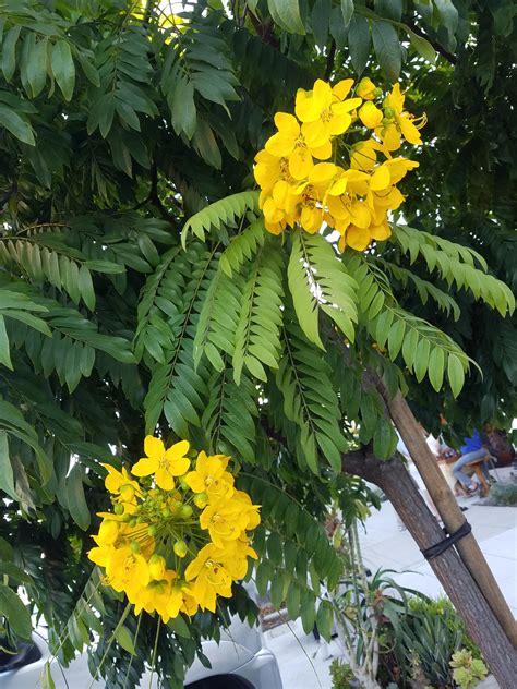 Yellow Flowering Tree In La Jolla California Has Long Bean Looked Like Sweet Peas Looking
