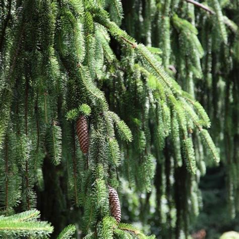 The very shallow, spreading root system benefits from a three to four inch layer of organic mulch to moderate soil temperature and conserve moisture. Norway Spruce For Sale - Picea abies - Chief River Nursery ...