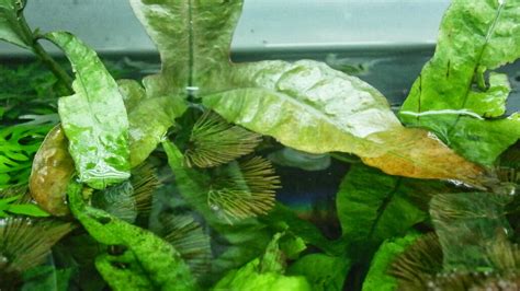 There are instances where a plant has been forgotten in a bucket for up to two months and when it was found it was still alive and growing. It's All About Aquascaping!: Red Java Fern Update