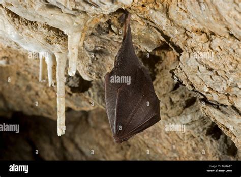 Lesser Horseshoe Bat Rhinolophus Hipposideros Hibernating In A Cave