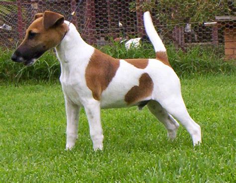 Smooth Fox Terrier Puppies Rescue Pictures Information