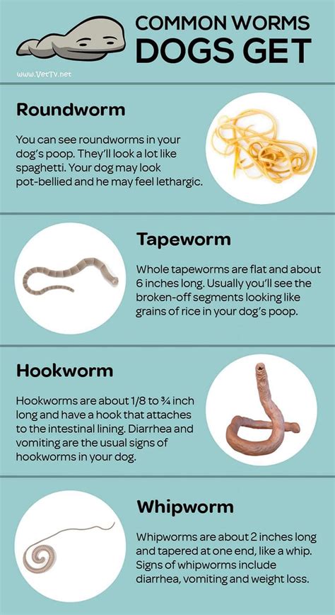 What Can You Give A Dog For Roundworms