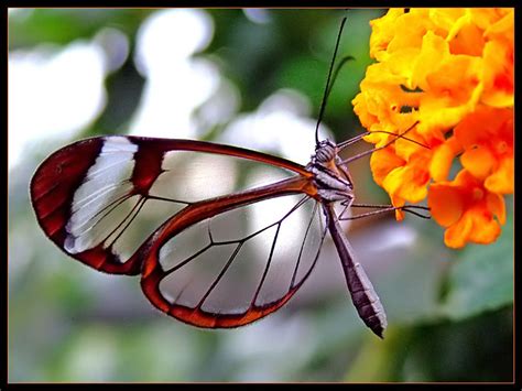 A Glasswinged Butterfly Glasswing Butterfly Glasswinged Butterfly
