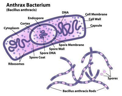 Bacteria Cell Of Streptococcus Pneumoniae Labeling Cell Structures