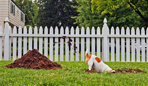 5 Tips To Pet Proof Your Garden This Spring