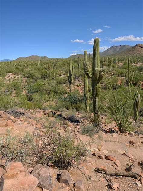 Cacti In Desert Stock Image Image Of Southwest Outdoors 61436055