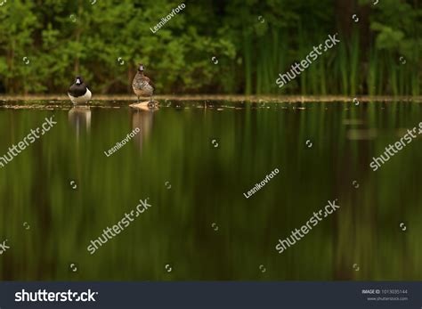 Two Ducks Sitting On Shore Background Stock Photo 1013035144 Shutterstock