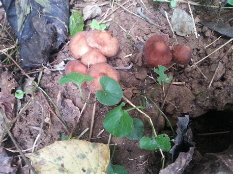 North Georgia Id Request Mushroom Hunting And Identification