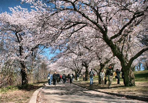 The Best Places To See Cherry Blossoms In Canada