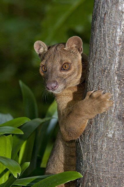 The Fossa Is A Cat Like Carnivorous Mammal That Is Endemic To