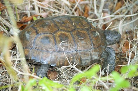 Florida Gopher Tortoise Encyclopedia Of Life