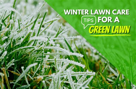 Green Lawns In The Winter Experigreen