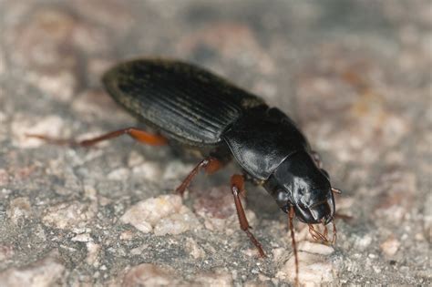 Ground Beetles Pests In Tennessee Pest Identifier Us Pest Protection