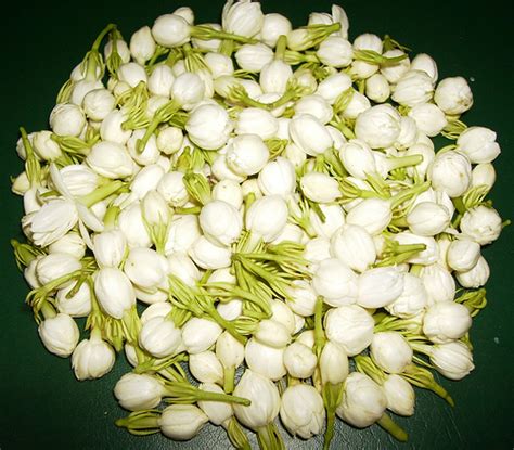 Jasmine Flowers At Best Price In Madurai Farm India Exports