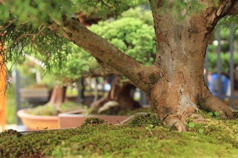 Pohon Bonsai Taman Aneka Ragam Bentuk Bonsai
