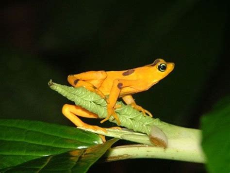 40 Freaky Frog Photos Images Of Frogs Amphibian Pictures Live Science