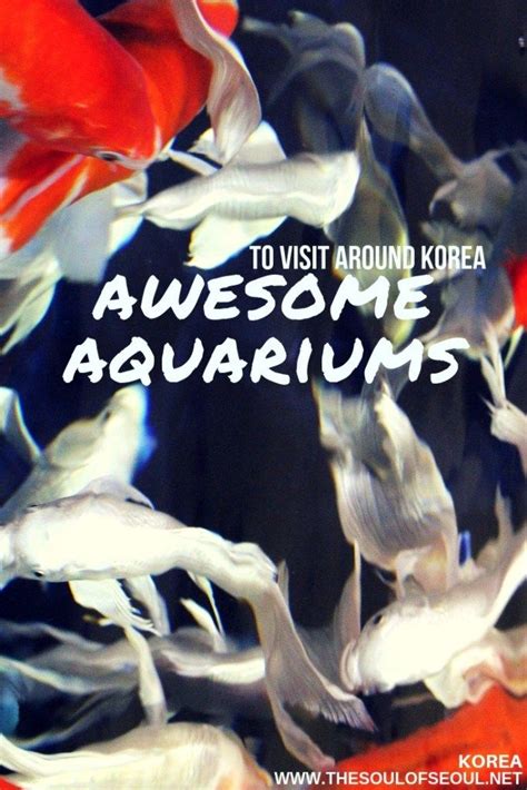 Awesome Aquariums To Visit Around Korea Korea Sharks For Kids Aquarium
